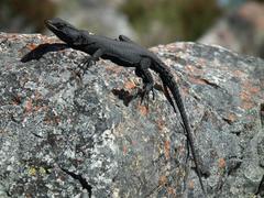 Hemicordylus capensis