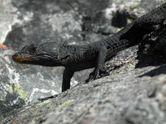 Hemicordylus capensis
