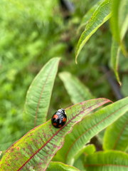 Harmonia axyridis