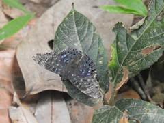 Dichorragia nesimachus