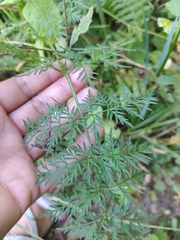 Selinum broteroi