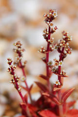 Crassula capitella thyrsiflora