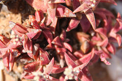 Crassula capitella thyrsiflora