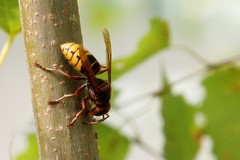Vespa crabro