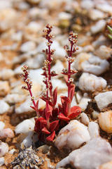 Crassula capitella thyrsiflora