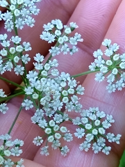 Selinum broteroi