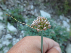 Allium psebaicum