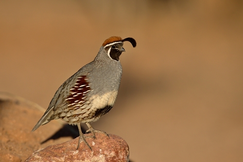 Gambel's Quail