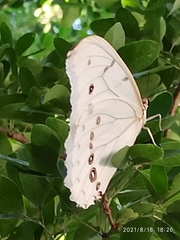 Morpho polyphemus polyphemus