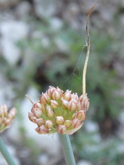 Allium psebaicum