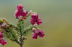 Erica cabernetea