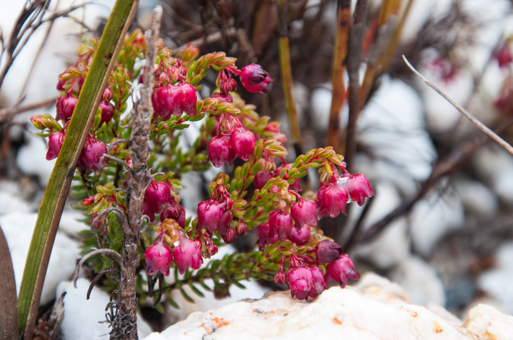 Erica cabernetea