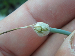 Allium psebaicum
