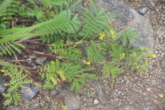 Potentilla chinensis