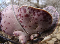 Adromischus maculatus