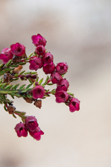 Erica cabernetea