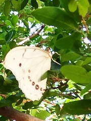 Morpho polyphemus polyphemus