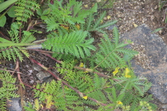 Potentilla chinensis