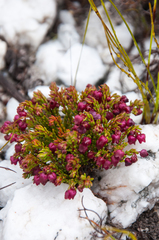 Erica cabernetea