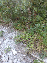 Salvia ringens