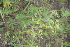 Potentilla chinensis