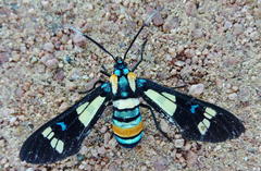 Euchromia folletii