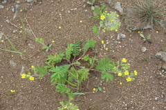 Potentilla chinensis