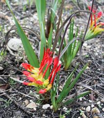 Babiana ringens australis