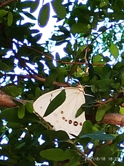 Morpho polyphemus polyphemus