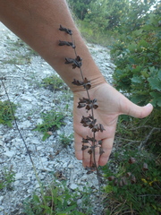 Salvia ringens