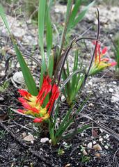 Babiana ringens australis