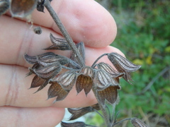 Salvia ringens