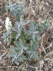 Marrubium peregrinum