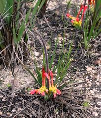 Babiana ringens australis