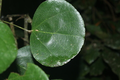 Chondrodendron tomentosum