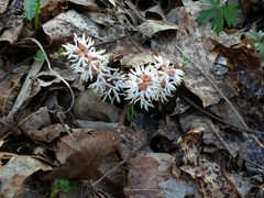 Pachysandra procumbens