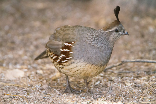 Gambel's Quail