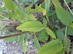 Salvia ringens