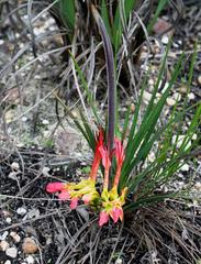 Babiana ringens australis