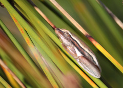 Hyperolius horstockii