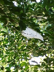 Morpho polyphemus polyphemus