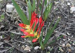 Babiana ringens australis