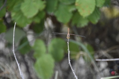 Sympetrum meridionale