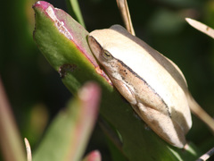 Hyperolius horstockii