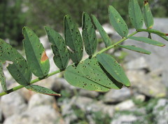 Uromyces hedysari-obscuri