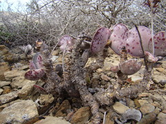 Adromischus maculatus