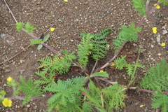 Potentilla chinensis
