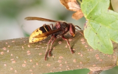 Vespa crabro