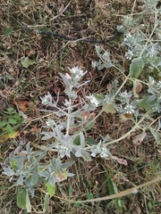 Marrubium peregrinum