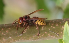 Vespa crabro